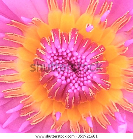 lotus or waterlily close up