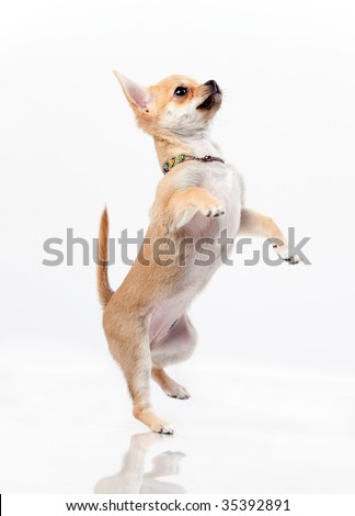 Chestnut chihuahua jumping in studio on white background
