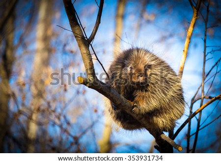 Porcupines pronounced blue are rodents with a coat of sharp spines, or quills, that protect against predators. They live in wooded areas and climb trees, where some species spend their entire lives.