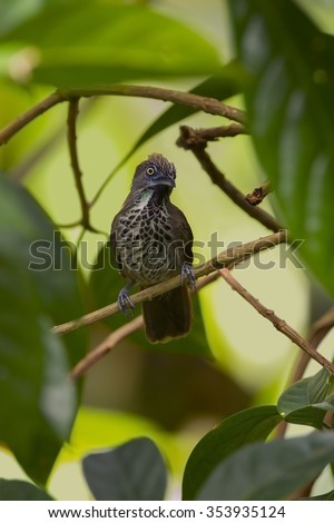 Chestnut-rumped babbler male in the nature.