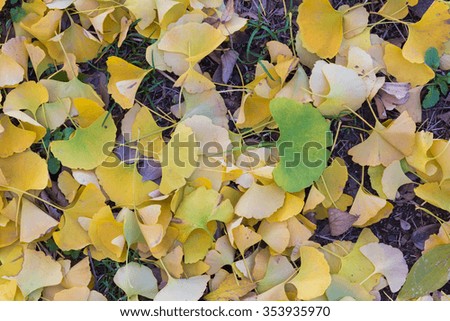 Golden yellow ginkgo leaves fallen on ground in autumn