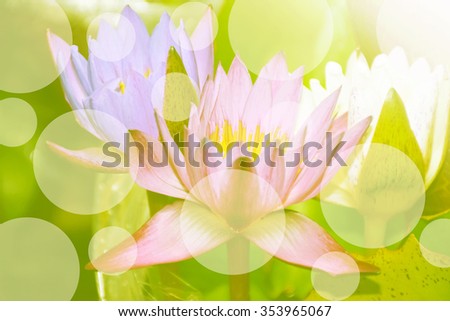 Blurred lotus soft colors vintage tone for background