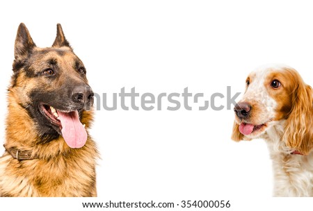 Funny portrait of a German Shepherd and Russian spaniel, closeup, isolated on a white background 