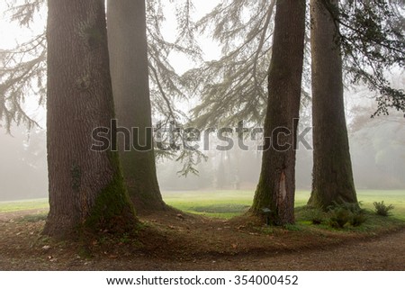 trees in autumn with fog Po Valley piacenza Emilia Romagna