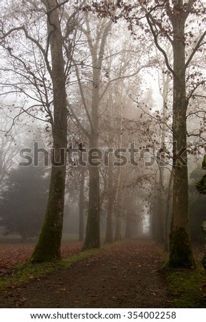 trees in autumn with fog Po Valley piacenza Emilia Romagna