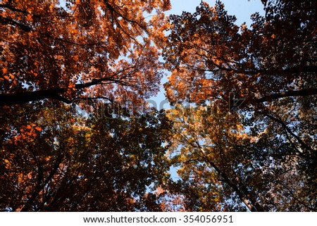 Photo low angle view of autumn bright blue sky through sun-illuminated top branches of broad-crowned golden-leaved trees with heavy foliage on Indian summer background, horizontal picture 