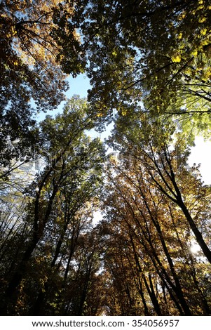 Photo low angle view of autumn bright blue sky through sun-illuminated top branches of broad-crowned golden-leaved trees with heavy foliage on Indian summer background, vertical picture 