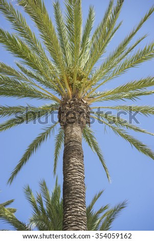 promenade along the sea of palms in Marbella Andalucia Spain