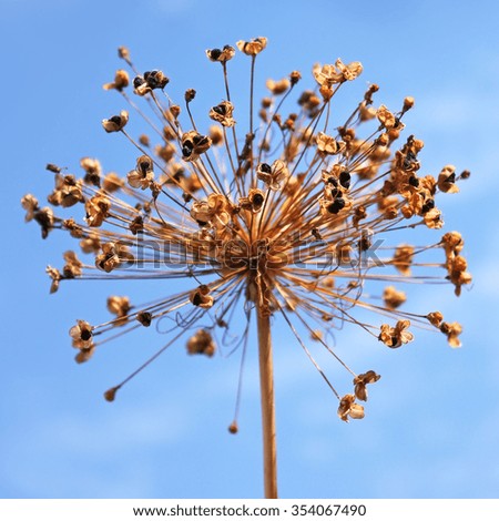 Dried inflorescence of allium with black seeds on the background of blue sky