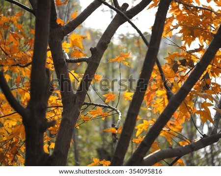 The colorful and beautiful fall leaves in the autumn sunny day
