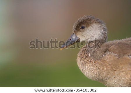 Duck portrait. Red crested Pochard. Netta rufina. Natural background.
