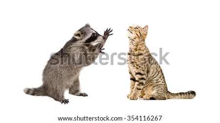 Playful raccoon and funny cat Scottish Straight together, isolated on a white background
