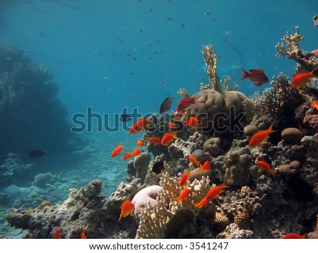 A picture of a coral reef teeming with life. shot in the Red Sea
