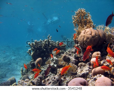 A picture of a coral reef teeming with life + swimmers in the background. shot in the Red Sea