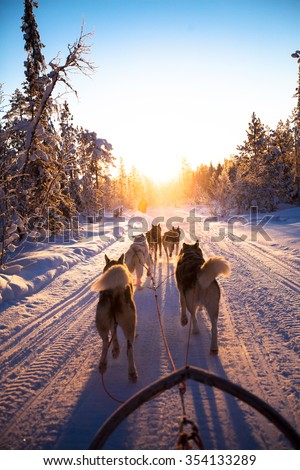 dog sledding on the snow, with the tree and sun
