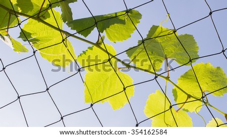 The many of grape leaves on the blurred net background