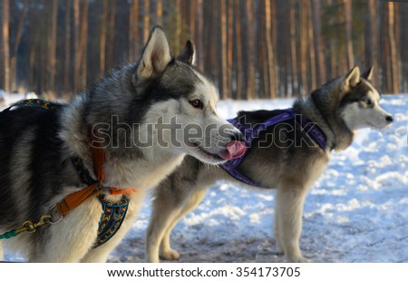 Sled dogs - athletes before the race