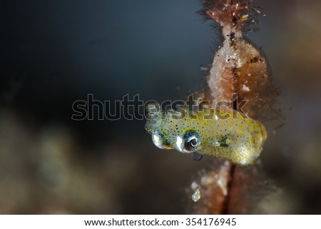 Underwater picture of  Pygmy squid
