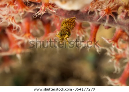 Underwater picture of  Pygmy Squid