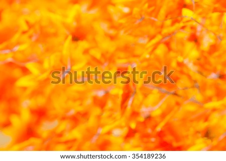 Blurred  colorful abstraction flower, background leaves.
