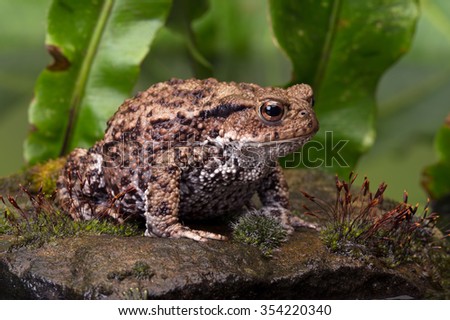 Common Toad on moss covered stone/Toad/Common Toad (Bufo Bufo) Royalty-Free Stock Photo #354220340
