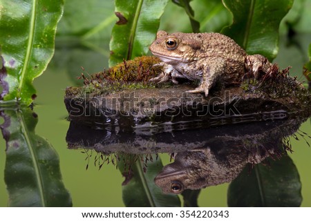 Common Toad on moss covered stone/Toad/Common Toad (Bufo Bufo)