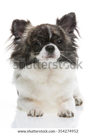 Chihuahua on white background