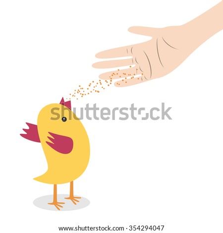 Hand feeding chicken with grain isolated on white