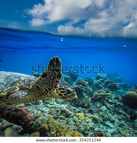 Sea animal turtle floating underwater. Water line splits image to two parts. Beautiful Maldivian sky with clouds and palm sandy beach. Tropical design element.