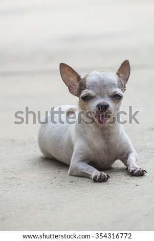 Small white short hair chihuahua dog outdoor