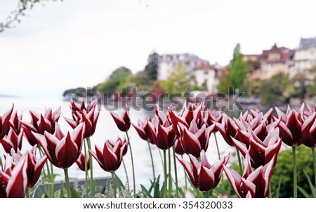 Red tulips on Lake Geneva blurred background, Montreux, Switzerland. Selective focus