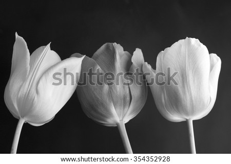 Three tulips black and white on a black background/three tulips black and white/Spring flowers