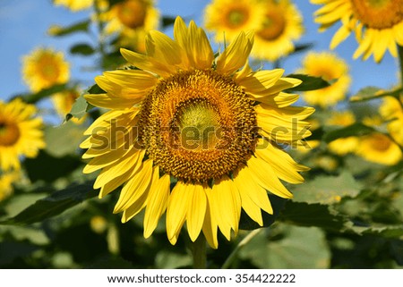 center focus Sunflower field