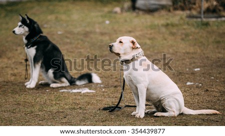 Labrador and husky dogs sits on ground during training.