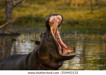 Wild hippo yawning in the pool in Moremi game reserve. Okavango delta, Botswana, Africa.