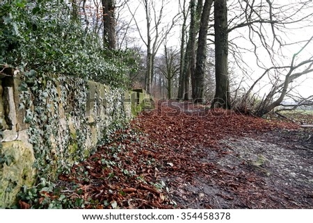 The Old Wall in the Forest