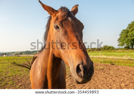 Close up of a brown horses head