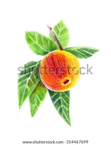 Pencil drawing an apple on a branch