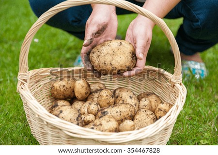 Collection of freshly dug Potato harvest in basket