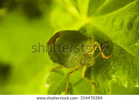green bug Palomena prasina on the leaf