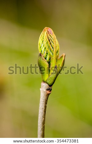 Close up of a new tree bud on wooden branch