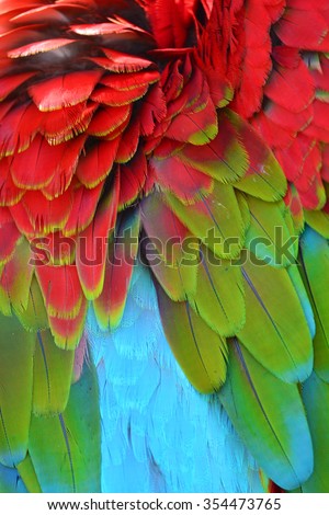 Colorful Macaw Plumage background texture