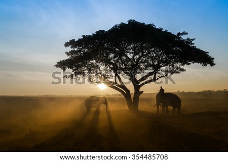 silhouettes of elephants through the trees