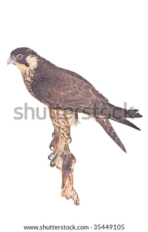 Portrait of hawk on white background,