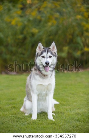 Smiling Husky dog sits in a park