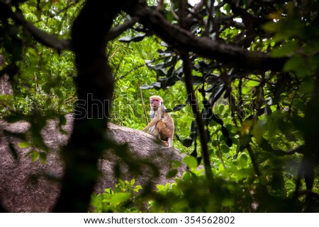 Female Toque macaque monkey in natural habitats - Sri Lanka wildlife