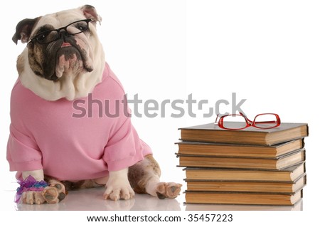 dog obedience school - english bulldog sitting beside a stack of books