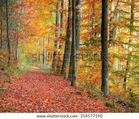 colorful autumn scenery in a forest in Southern Germany