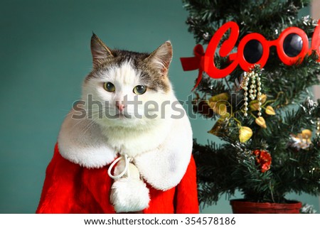 funny Christmas photo of cool cat in santa claus gown and christmas tree with decorations close up expression portrait on blue wall background