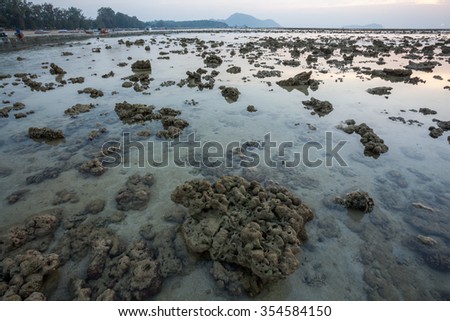 Coral bleaching on the sandy beach by the sea